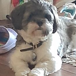 Ransom - Lhasa Apso