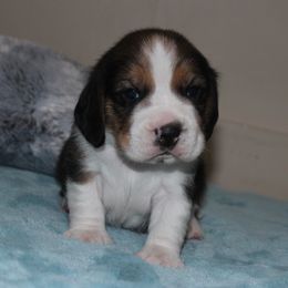 Eddy - Black tan and white male Beagle puppy in Morrill, Kansas from Kelle Beagles