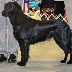 Flat-Coated Retrievers from Swiftwater Flat Coated Retrievers
