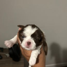 Female 5 - Sable and white female Shih Tzu puppy in Kissimmee, Florida from Bebe AKC Puppies