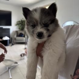 Koda - Silver and white male Pomsky puppy in Goodyear, Arizona from Velvet Pomskies
