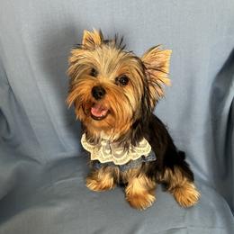 Kasanova - Black and gold male Yorkshire Terrier puppy in Rosemount, Minnesota from Niczarbiewers