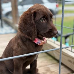 Remi lou - Chocolate female Labradoodle puppy in Georgetown, South Carolina from Muddy Bay Kennels
