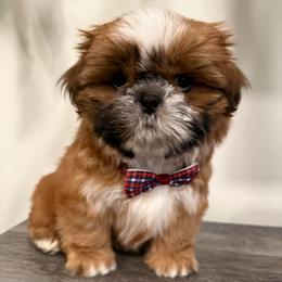 Paco - Red and white male Shih Tzu puppy in Northridge, California from Our ShihTzu Family