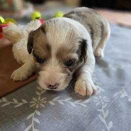 Cardigan Welsh Corgi Puppies from Savage Family Farm