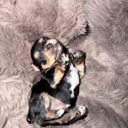 Boy 1 - Black and tan male Yorkshire Terrier puppy in Richland County, South Carolina from Nesha's Pawrific Tails