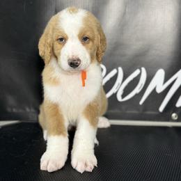 RUGER - Red male Bernedoodle puppy in Corpus Christi, Texas from The Henke Doodles