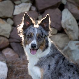 Prim - Border Collie