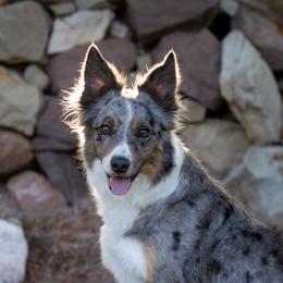 Prim - Border Collie