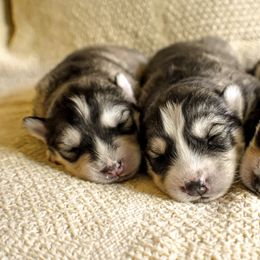 Siberian Husky Puppies from Fly Siberian