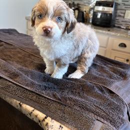 Miniature Australian Shepherd Puppies from Mid-Plains Mini Aussies