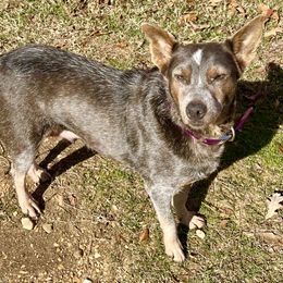 Sweetie - Australian Cattle Dog