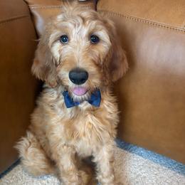Blue - Apricot male Goldendoodle puppy in Buda, Texas from Anita’s Doodles