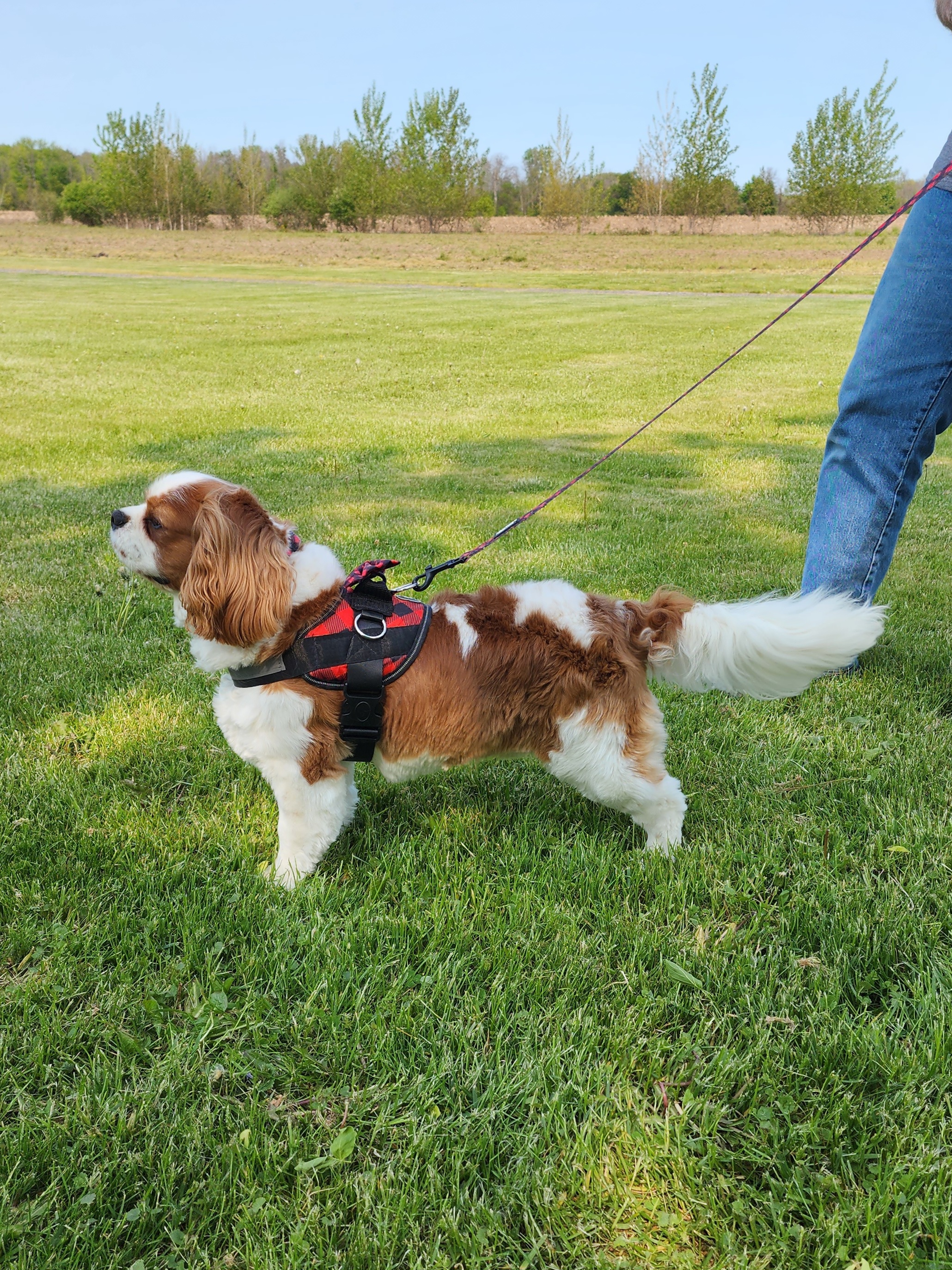 Finnegan - Cavalier King Charles Spaniel