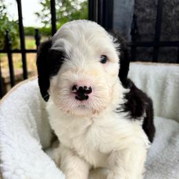 Murphy - Black and white male Sheepadoodle puppy in Joelton, Tennessee from PC Pampered Parti's