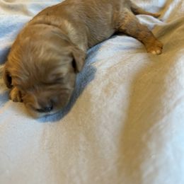 Cavalier King Charles Spaniel and Cavapoo Puppies from Cavalier Girls