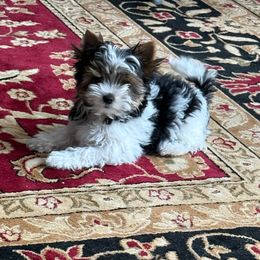 Coa - Black tan and white Biewer Terrier puppy in Lebanon, Oregon from SD99Biewers