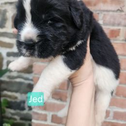 Jed - White and black male Newfoundland puppy in Honey Grove, Pennsylvania from Heinrich Family Newfoundlands