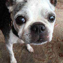 Boston Terrier Puppies from Achates Bostons