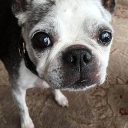 Boston Terrier Puppies from Achates Bostons