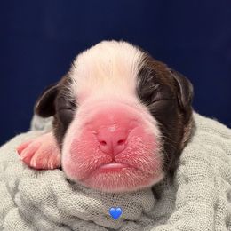 Jack - Brindle male Boxer puppy in La Vernia, Texas from Chilham Boxers