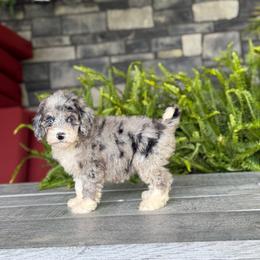Elizabeth - Merle female Double Doodle puppy in Millersburg, Ohio from T Sanctum