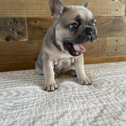 French Bulldog Puppies from 1011 French Bulldogs