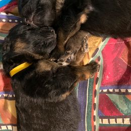 "Yellow boy with blue boy brother hug" German Shepherd Puppies from R.J German Shepherds