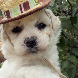 Green boy - White male Bichon Frise puppy in Lake Elsinore, California from Amber's Bichon Frise and Poodles