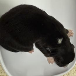 Australian Shepherd Puppies from francoise Long