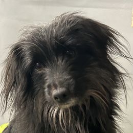 Envy - Pyrenean Shepherd
