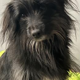 Envy - Pyrenean Shepherd