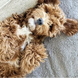 Goldendoodle Puppies from Rosie Doodles AZ
