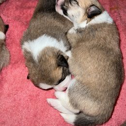 Companion Cross Puppies from Chilipoms