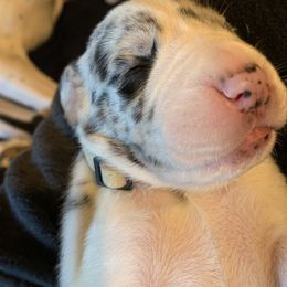 Great Dane Puppies from Cook’s Gentle Giants