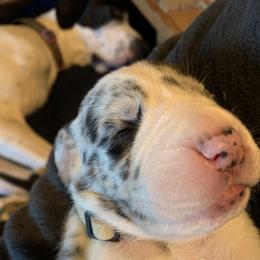 Great Dane Puppies from Cook’s Gentle Giants