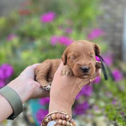 Black collar - Red  male Goldendoodle puppy in Somerville, Alabama from Southern Enchanted Doodles