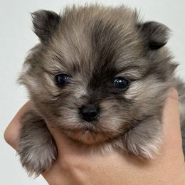 Darlin' AKC - Blue merle female Pomeranian puppy in Las Vegas, Nevada from POMS USA