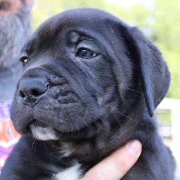 Cane Corso Puppies from Steel Legacy Cane Corso
