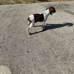 German Shorthaired Pointer Puppies from Nakeyta Morgan