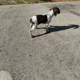 German Shorthaired Pointer Puppies from Nakeyta Morgan