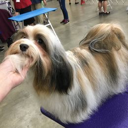 Halsee  - Havanese