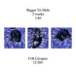 Black-bigger Tri  color - Tri-color male Cavapoo puppy in Clarksville, Iowa from Iowa Heartland Doodles