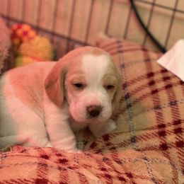Beagle Puppies from Majestic Beagles