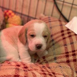 Beagle Puppies from Majestic Beagles