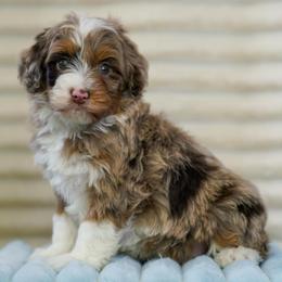 Brady - Chocolate merle male Bernedoodle puppy in Dundee, Ohio from Down Home Doodle