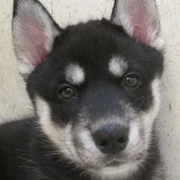 Dusk - Black and white female Siberian Husky puppy in Middlebury, Vermont from Rebel Huskys