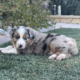 Australian Shepherd Puppies from Double NB Livestock LLC