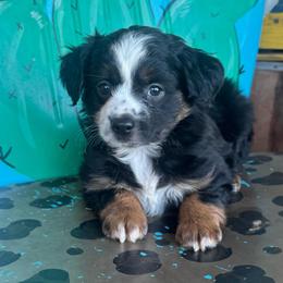 Girl 1 - Black tri female Toy Australian Shepherd puppy in Hawley, Texas from Foxy’s Dachshunds & Toy Aussies