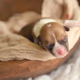 Red Collar Male- Captain America - Red male Pembroke Welsh Corgi puppy in Waverly Hall, Georgia from 6g Ranch Corgis